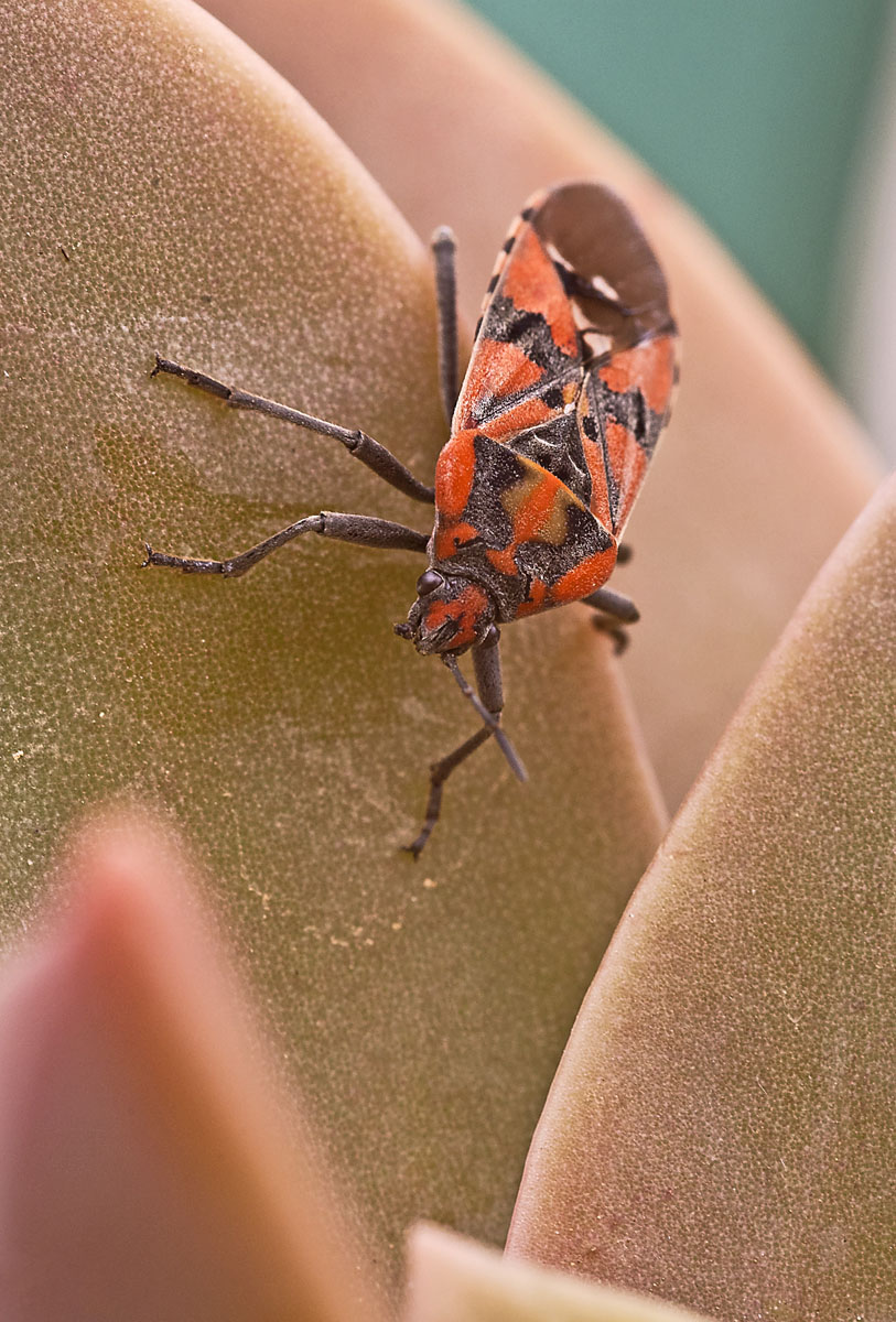heteroptera lygaeidae spilostethus pandurus